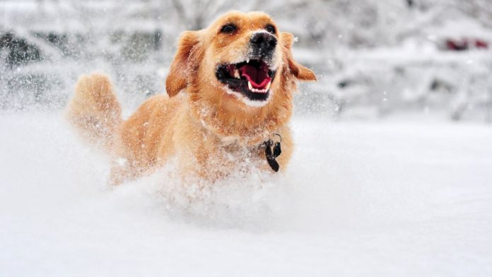st_colddog