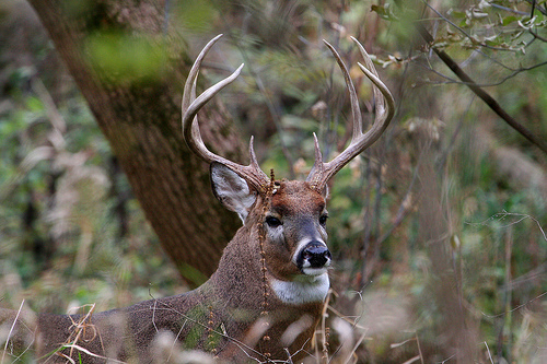 MDC shares important information for deer hunting