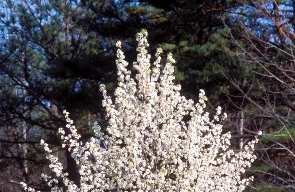 Bill Moving in Missouri Government to Ban Sale of Invasive Plant Species