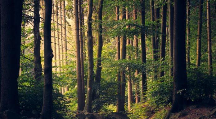 Mark Twain National Forest, ACW Ranger District Update