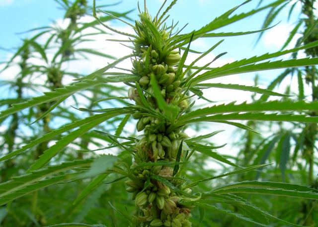st_hemp