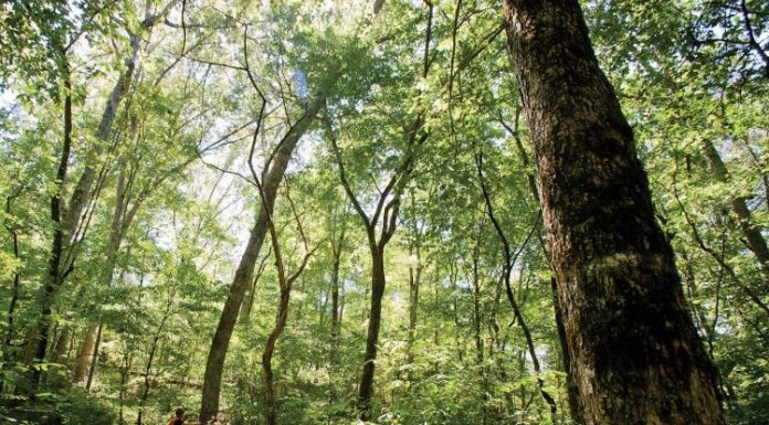 USDA Forest Service Seeks Partners in Forest Restoration