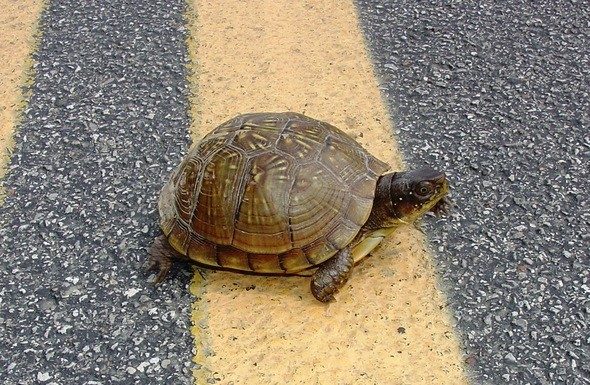 MDC encourages motorists to give turtles a brake!