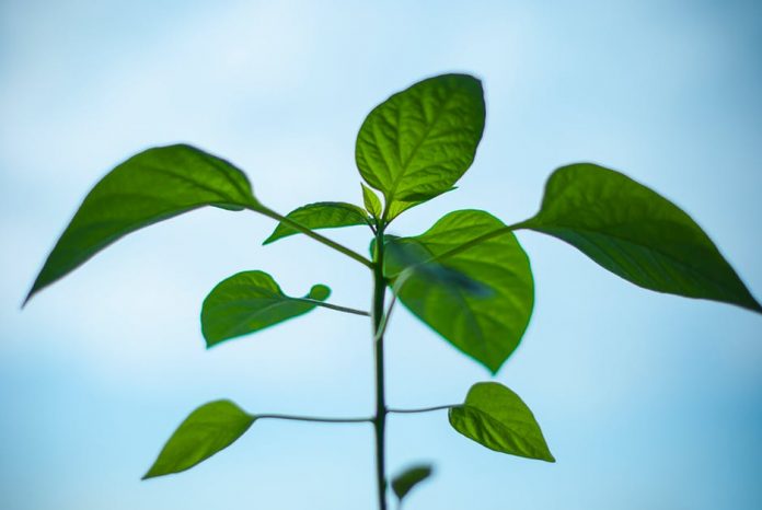 st_plant1