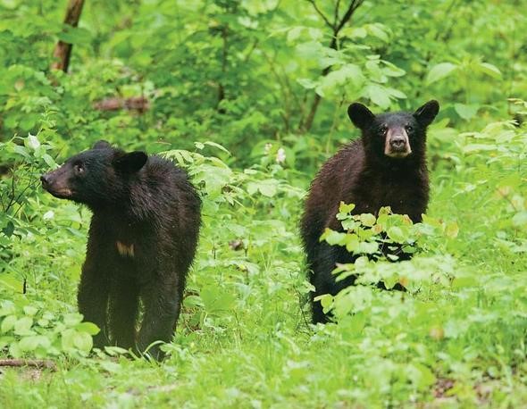 mdcbears