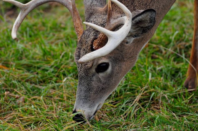 st_deerP
