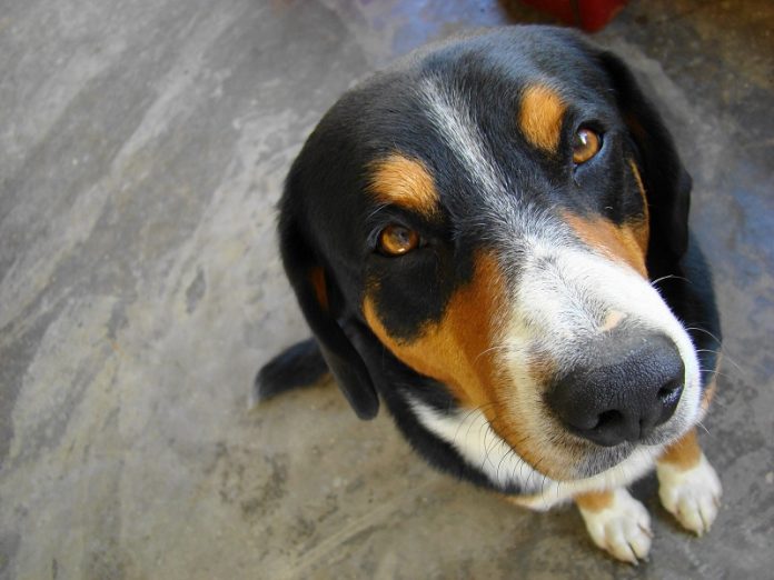 st_dog7