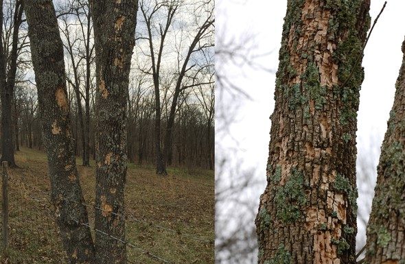 MDC confirms emerald ash borer has spread to 78 counties