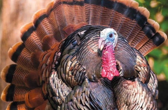 MDC reports young hunters bagged 2,712 turkeys over youth weekend