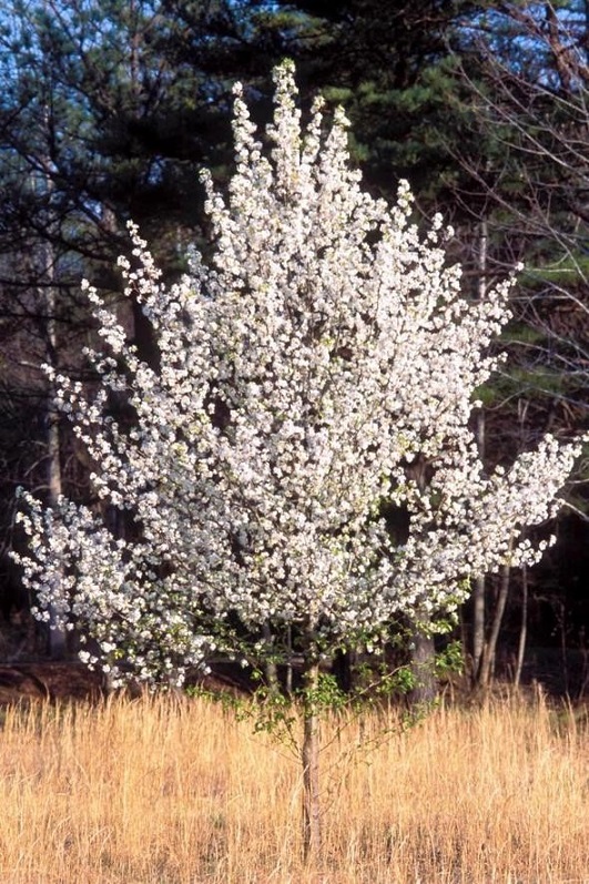 bradfordpear405