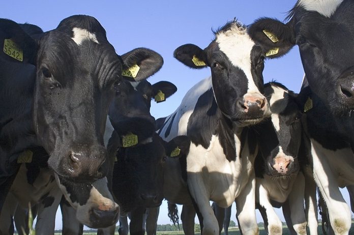 st_cows