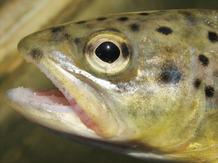 st_trout