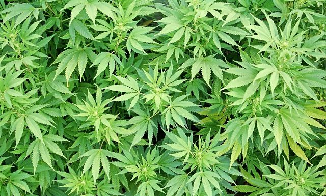 Missouri starts with 60 medical marijuana growing companies