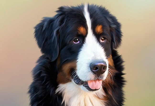 st_bernesemtndog