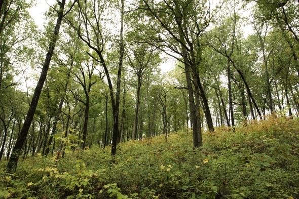 foreststand925