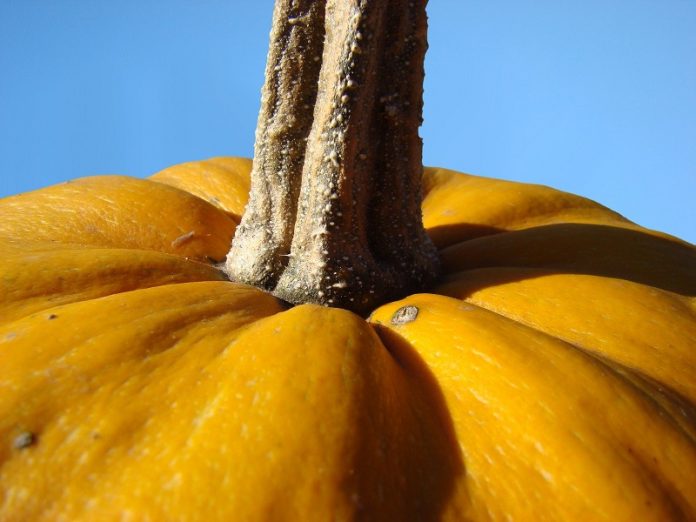 st_pumpkin