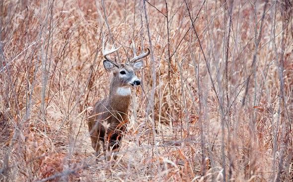 178k deer harvested during November firearm season
