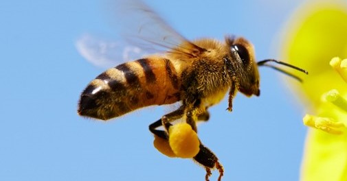 st_bee