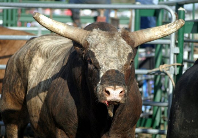 st_rodeobull