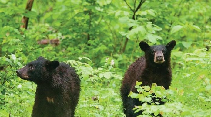 Bears on the move in Missouri, MDC encourages Be Bear Aware
