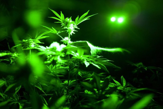 marijuana703