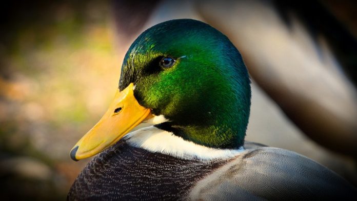 st_duckPB