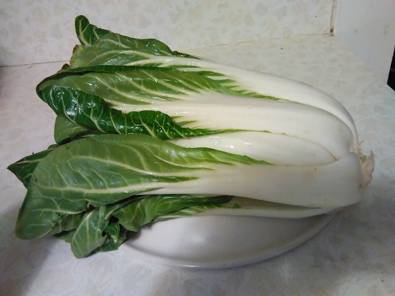 FMbokchoy