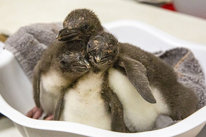 penguin1213