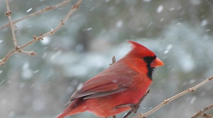 Volunteers needed for Missouri Christmas bird count
