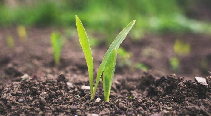 Food Desert Agriculture Matching Grants awarded