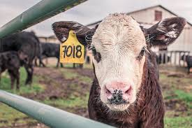 Beef and Forage Conference in West Plains