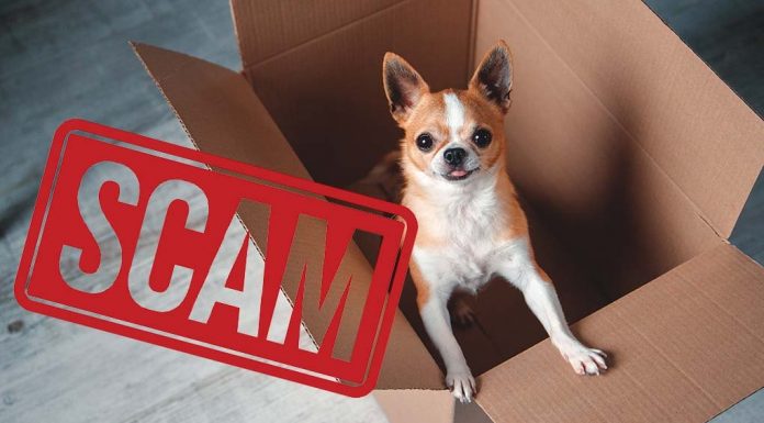 BBB: Puppy scam reports skyrocket during COVID-19 pandemic