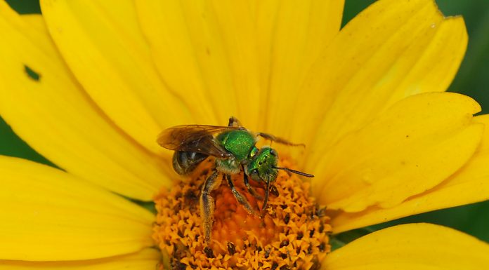 World Bee Day: Celebrate by planting native plants for native bees