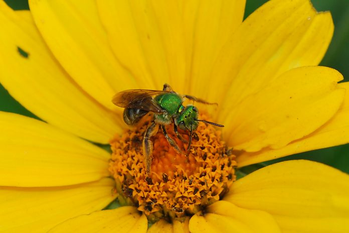 Halictidae on Helianthus