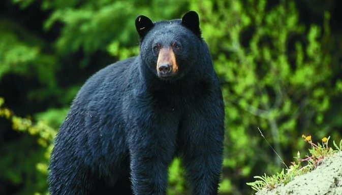 MDC wants public comments on proposed bear-hunting season