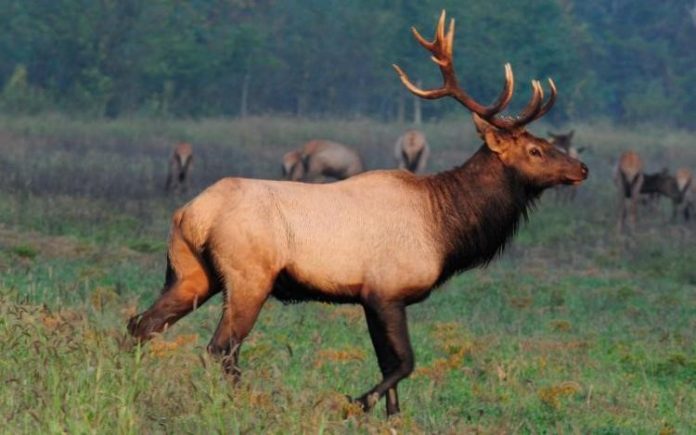 elk