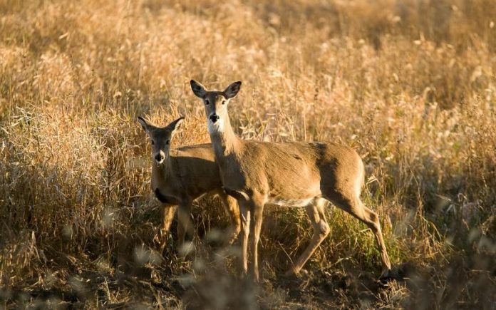 deer