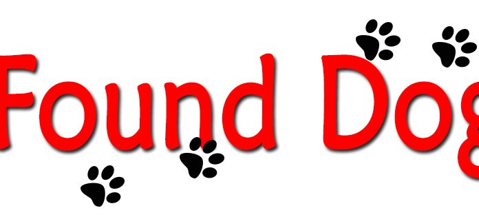 Found Dog