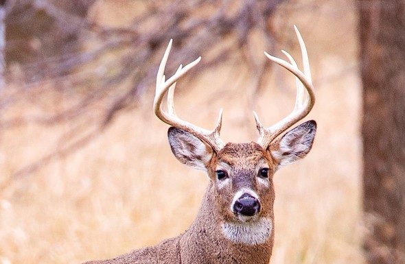 MDC reports 14,555 deer taken during alternative-methods portion
