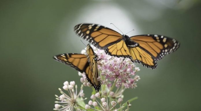 MDC teacher workshop to show how pollination can be used as an educational tool