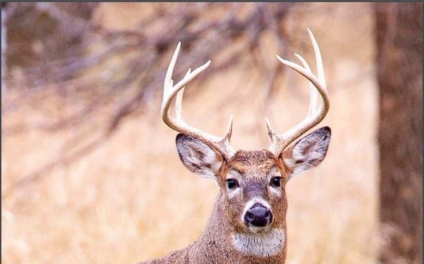 MDC reminds hunters and others of new CWD regulations for cervid carcasses