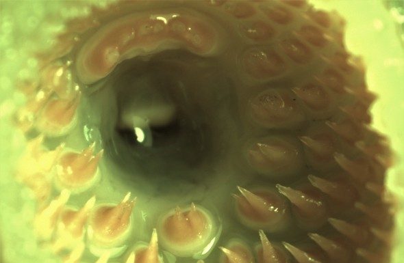Join MDC Wild Webcast Oct. 20 to learn about creepy critters