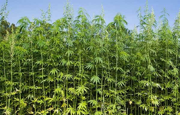 Missouri Industrial Hemp Program receives federal stamp of approval