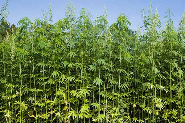 hemp-industrial-kentucky