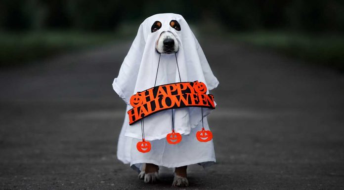Tips to keep pets safe during 2020’s spookiest night of the year