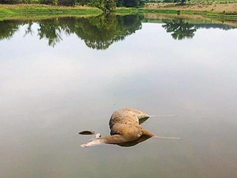 MDC reports hemorrhagic disease in Missouri deer