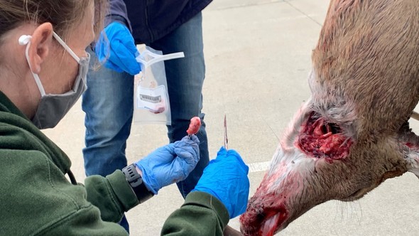 MDC thanks deer hunters for help with CWD sampling