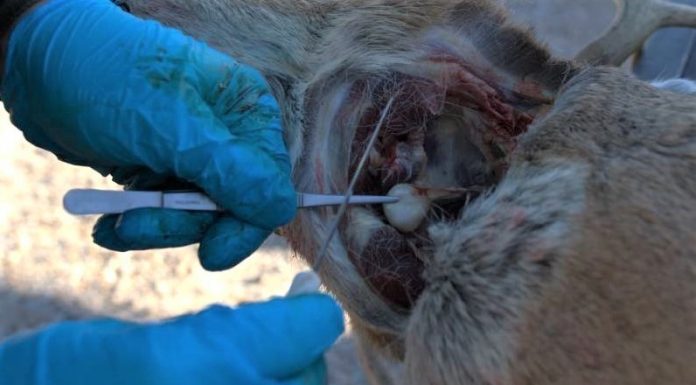 MDC hopes to see hunters at CWD sample collection sites this weekend