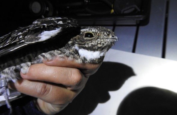 Wildlife tracking program helps MDC, partners contribute to migratory bird research across the hemisphere
