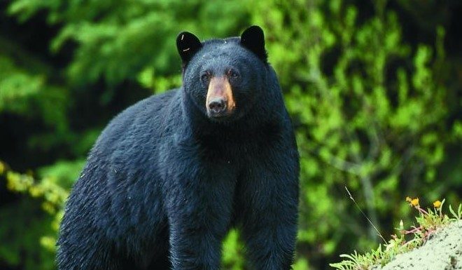 Conservation Commission approves MDC bear-hunting framework
